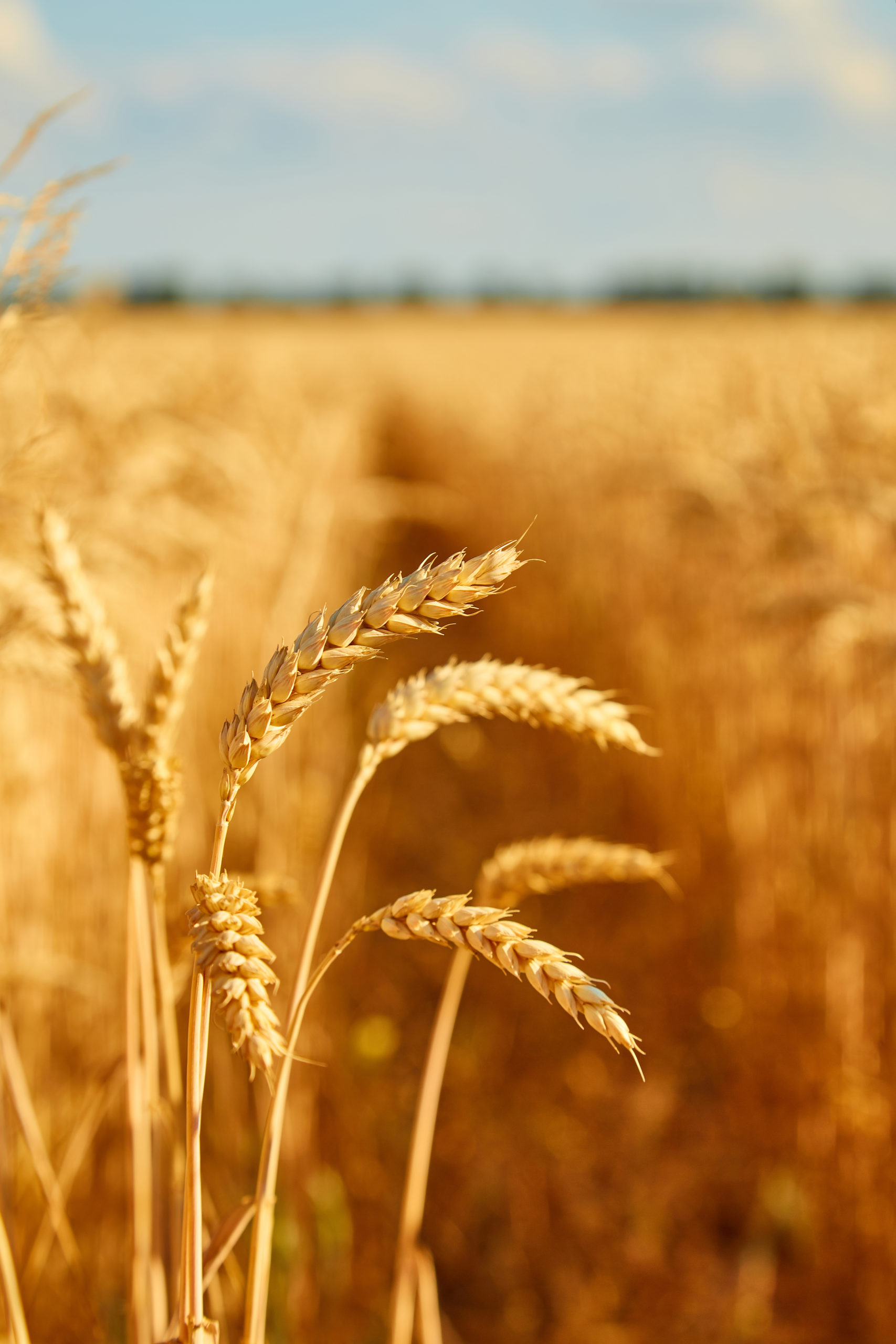Wheat field with spikelets close up, background with wheat spikelets